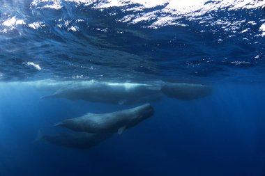 Sperm balinası yüzeye yakın dinleniyor. Balinalarla şnorkelle yüzmek. Ağzı açık en büyük dişli balina. Hint okyanusunda deniz yaşamı.