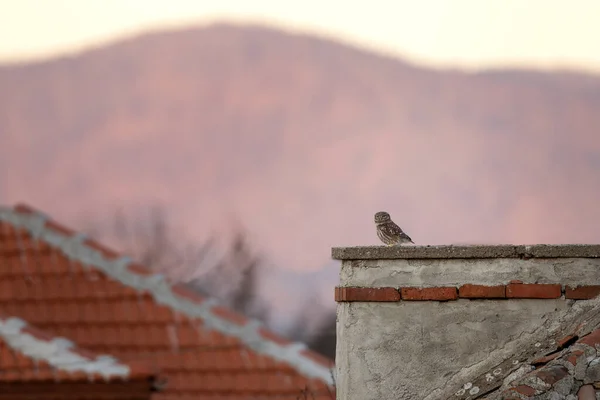 Little Owl Resting Old Village Small Owl Rhodope Mountains Rare — Stock Photo, Image