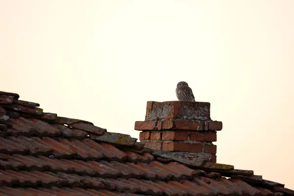 Little Owl Resting Old Village Small Owl Rhodope Mountains Rare — Stock Photo, Image