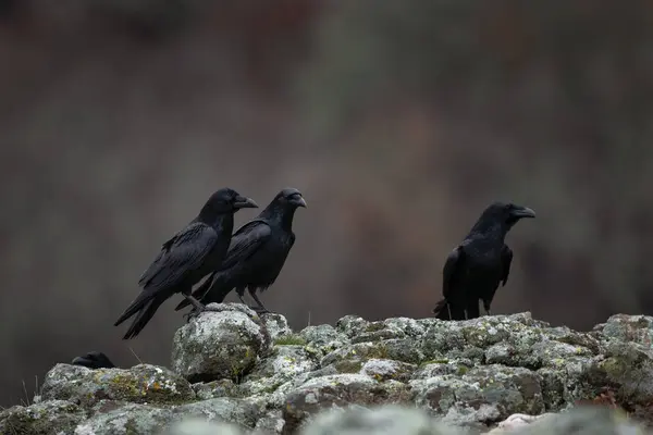 Common Raven Rhodope Mountains Flock Raven Rock Ornithology Bulgaria Mountains — Stock Photo, Image