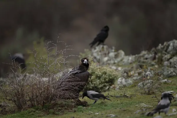 Reintroduzione Dell Avvoltoio Cinereo Nelle Montagne Rodopi Avvoltoio Nero Sulla — Foto Stock