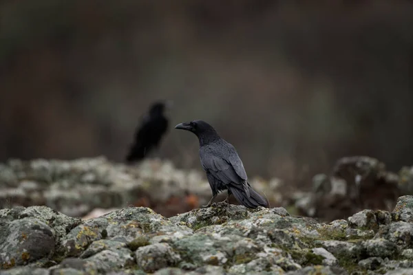 Zwykły Kruk Górach Rodopy Stado Kruka Skale Ornitologia Bułgarii Czarne — Zdjęcie stockowe