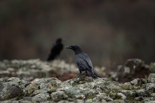 Common Raven Rhodope Mountains Flock Raven Rock Ornithology Bulgaria Mountains — Stock Photo, Image