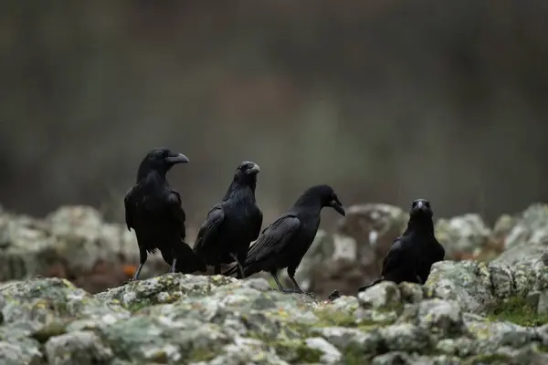 Common Raven Rhodope Mountains Flock Raven Rock Ornithology Bulgaria Mountains — Stock Photo, Image