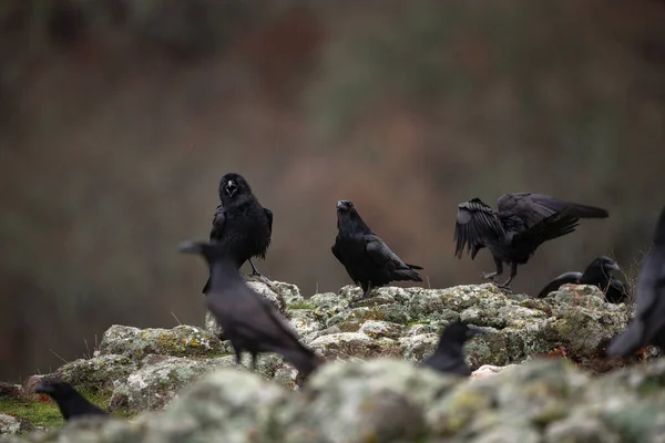 ローズプ山脈での一般的なレース 岩の上の雨の群れ ブルガリアの山々における天文学 ヨーロッパの自然の黒鳥 — ストック写真