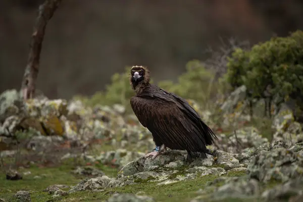 Reintroducing Cinereous Vulture Rhodope Mountains Black Vulture Top Bulgaria Mountains — Stock Photo, Image
