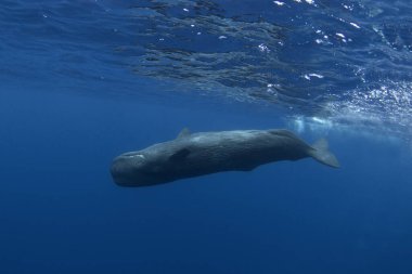 Sperm balinası yüzeye yakın. Hint okyanusundaki balinalar. Gezegendeki en büyük dişli balina. Okyanusta deniz yaşamı. 