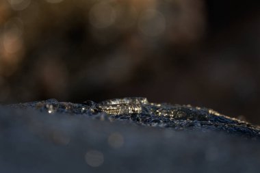 Kıyıya yakın kayalarda küçük balıklar tırmanıyor. Mauritius adasında Alticus monochrus. Sudan çıkıp taşlarla beslenebilen balıklar.. 