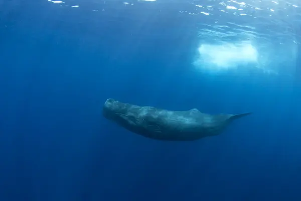 Sperm whale near the surface. Whales in Indian ocean. The biggest toothed whale on the planet. Marine life in ocean.