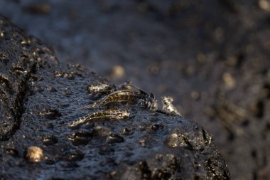 Kıyıya yakın kayalarda küçük balıklar tırmanıyor. Mauritius adasında Alticus monochrus. Sudan çıkıp taşlarla beslenebilen balıklar.. 