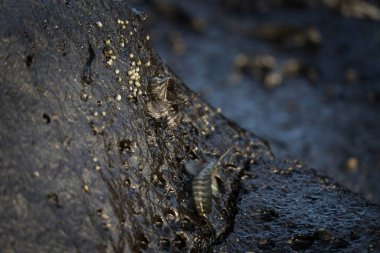 Kıyıya yakın kayalarda küçük balıklar tırmanıyor. Mauritius adasında Alticus monochrus. Sudan çıkıp taşlarla beslenebilen balıklar.. 