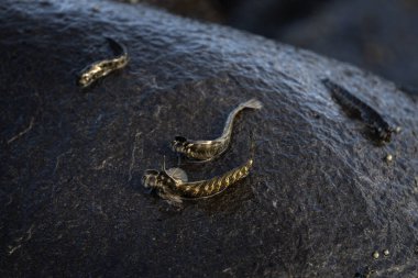 Kıyıya yakın kayalarda küçük balıklar tırmanıyor. Mauritius adasında Alticus monochrus. Sudan çıkıp taşlarla beslenebilen balıklar.. 