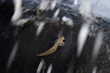 Kıyıya yakın kayalarda küçük balıklar tırmanıyor. Mauritius adasında Alticus monochrus. Sudan çıkıp taşlarla beslenebilen balıklar.. 
