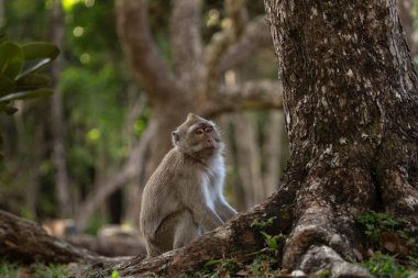 Yengeç yiyen macaque sürüsü ormanda yiyecek arıyor. Mauritius adasında Macaque. Küçük maymun doğayı keşfediyor..