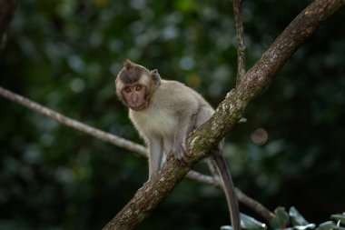 Yengeç yiyen macaque sürüsü ormanda yiyecek arıyor. Mauritius adasında Macaque. Küçük maymun doğayı keşfediyor..