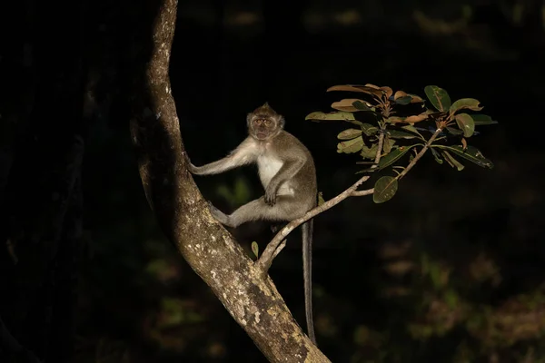 Krabbenfressende Makaken Suchen Wald Nach Nahrung Makaken Auf Mauritius Kleiner — Stockfoto