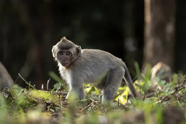 カニを食べるカニは森で食べ物を求めている モーリシャス島のマカオ 小さな猿が自然を探検しています — ストック写真