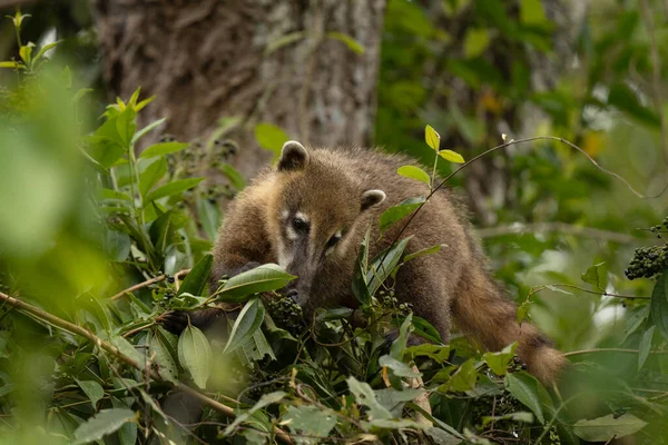 South American coati in Iguaz National Park.  Coati is feeding in the forest. South American mammal with long snout.