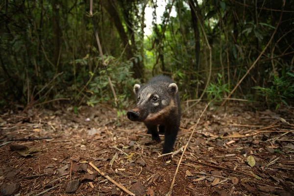 Sydamerikanska Koati Iguaz Nationalpark Coati Äter Skogen Sydamerikanska Däggdjur Med — Stockfoto