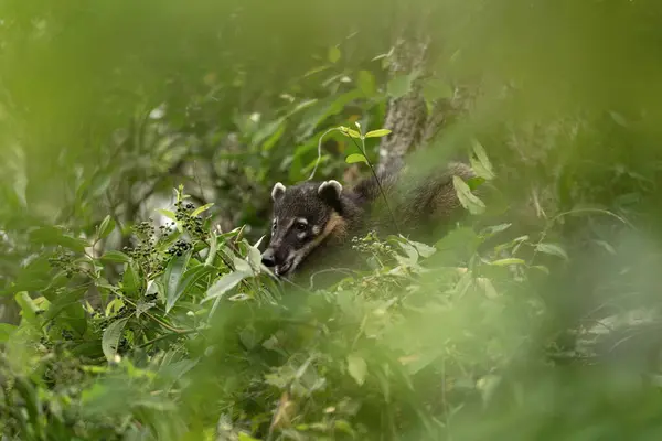 South American coati in Iguaz National Park.  Coati is feeding in the forest. South American mammal with long snout.