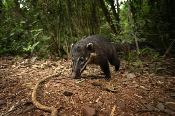 イグアス国立公園の南アメリカの共同体 コアティは森で食事をしています 南米の哺乳類 長い投与 — ストック写真