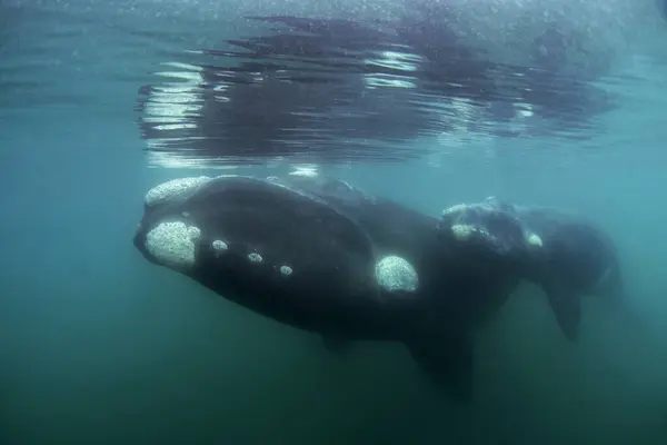 Pravá Jižní Velryba Kolem Poloostrova Valdes Pravá Velryba Lýtkem Odpočívá — Stock fotografie