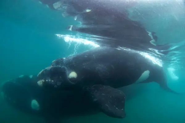 Południowy Prawy Wieloryb Wokół Półwyspu Valdes Prawy Wieloryb Łydką Relaksuje — Zdjęcie stockowe