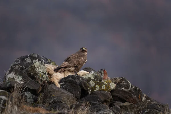 罗德普山脉常见的秃鹰 冬天在岩石群中的Buteo Buteo 猎物附近常见的褐色秃鹰 — 图库照片