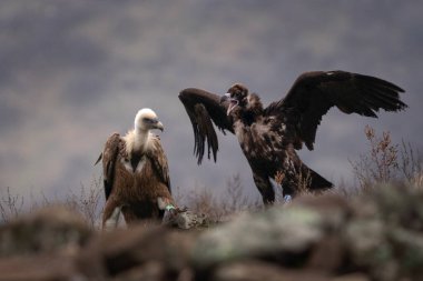 Griffon akbabası kara akbabayla Rodop dağlarında savaşıyor. Bulgaristan 'da Gyps fulvus ve aegypius monachus yeniden tanıtıldı. Kışın kuş bilimi. 