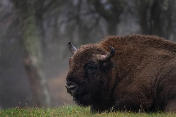 Group European Bison Rain Bialowieza National Park Zubr Meadow Huge — Stock Photo, Image