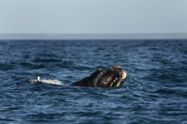 Güneyli sağ balina Valds yarımadasında nefes alıyor. Çiftleşme sırasında nadir bulunan sağ balinalar. Deniz aslanı yüzeye çıkma davranışı. Okyanus yüzeyinde balina aktivitesi.