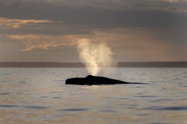 Güneyli sağ balina Valds yarımadasında nefes alıyor. Çiftleşme sırasında nadir bulunan sağ balinalar. Deniz aslanı yüzeye çıkma davranışı. Okyanus yüzeyinde balina aktivitesi.