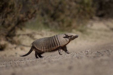Valds yarımadasında nadir bulunan bir armadillo. Şirin kıllı armadillo çalılıklara bakıyor. Arjantin 'de vahşi hayvan. 