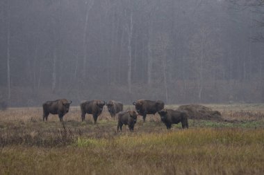 Bialowieza Ulusal Parkı 'nda yağmur sırasında bir grup Avrupalı bizon. Çayırdaki zubr. Polonya 'da ağaçların arasında büyük bir boğa dinleniyor.. 