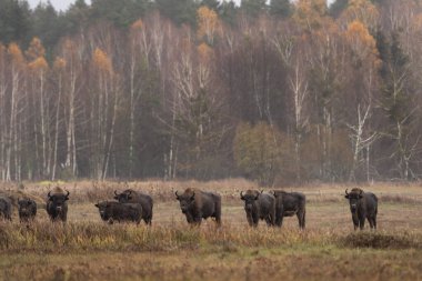 Bialowieza Ulusal Parkı 'nda yağmur sırasında bir grup Avrupalı bizon. Çayırdaki zubr. Polonya 'da ağaçların arasında büyük bir boğa dinleniyor.. 