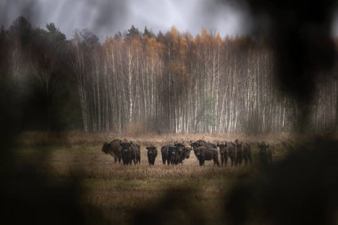 Bialowieza Ulusal Parkı 'nda yağmur sırasında bir grup Avrupalı bizon. Çayırdaki zubr. Polonya 'da ağaçların arasında büyük bir boğa dinleniyor.. 