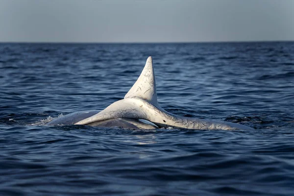南露脊鲸在瓦尔兹半岛附近呼吸在交配期间罕见的露脊鲸 鲸目动物表面的行为 幼小的白化病鲸正在和妈妈玩耍 — 图库照片