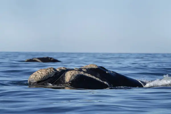 Pravá Jižní Velryba Dýchá Kolem Poloostrova Valds Vzácné Pravé Velryby — Stock fotografie