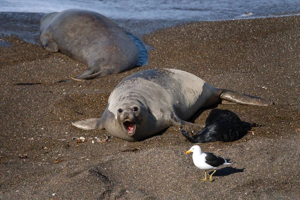 Southern elephant seal is lying on the beach. Colony of elephant seals in Valds peninsula in Argentina. Seal calf stay near the mother.