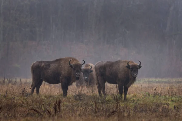 Group European Bison Rain Bialowieza National Park Zubr Meadow Huge — Stock Photo, Image