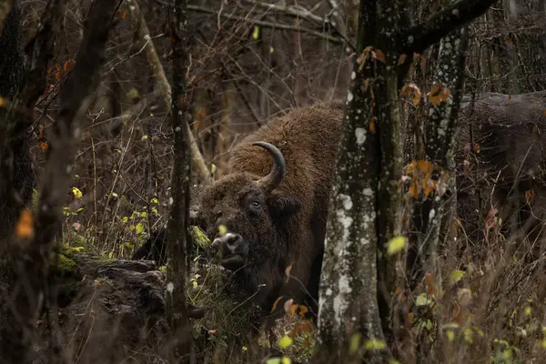European Bison Rain Bialowieza National Park Zubr Meadow Huge Bull — Stock Photo, Image