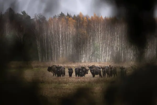 Eine Gruppe Europäischer Wisente Bei Regen Bialowieza Nationalpark Die Zubr — Stockfoto