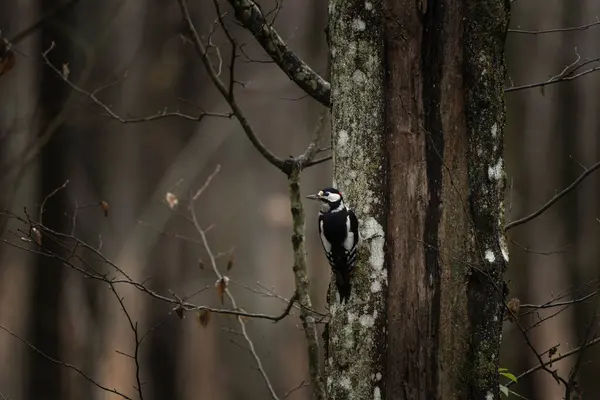 大斑点啄木鸟在潮湿的森林里 啄木鸟在森林里寻找食物 红头黑白鸟 — 图库照片