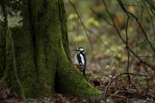 ウッドペッカーは湿った森の中にある ウッドペッカーは森で食料を探している 赤い頭を持つ黒と白の鳥 — ストック写真