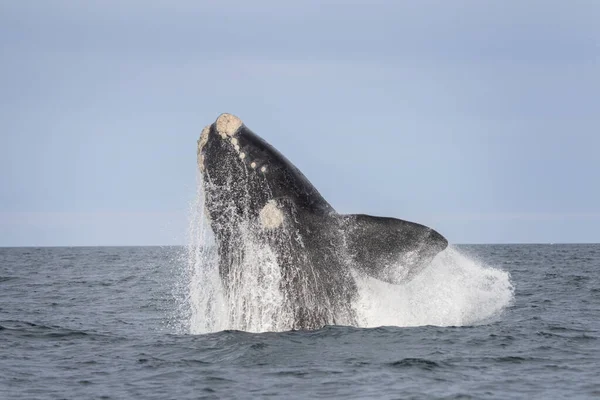 Southern Right Whale Breaching Valds Peninsula Right Whales Playing Surface — Stock Photo, Image