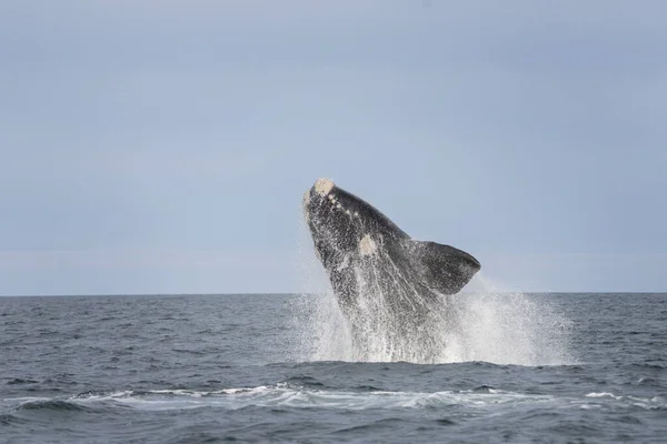 Southern right whale is breaching near the Valds peninsula. Right whales is playing on the surface. Rare whales near the Argentinian coast. Atlantic ocean and whales who live there.