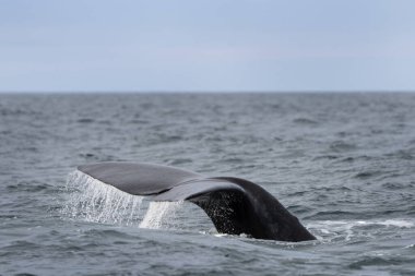 Valds yarımadası yakınlarında güneyli balinalar. Yüzeydeki gerçek balinaların davranışları. Arjantin kıyısında deniz yaşamı. 