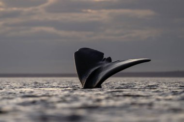 Valds yarımadası yakınlarında güneyli balinalar. Yüzeydeki gerçek balinaların davranışları. Arjantin kıyısında deniz yaşamı. 