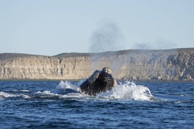 Valds yarımadası yakınlarında güneyli balinalar. Yüzeydeki gerçek balinaların davranışları. Arjantin kıyısında deniz yaşamı. 