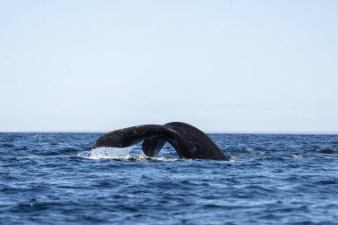 Valds yarımadası yakınlarında güneyli balinalar. Yüzeydeki gerçek balinaların davranışları. Arjantin kıyısında deniz yaşamı. 